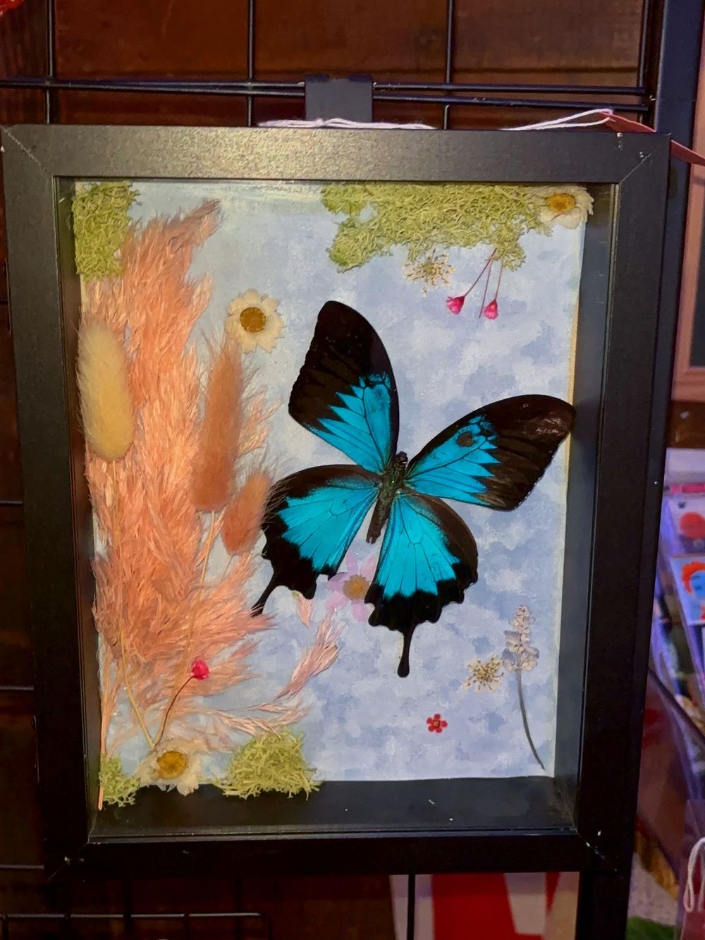 Papilio Ulysses Butterfly 🦋 Shadow Frame Decor