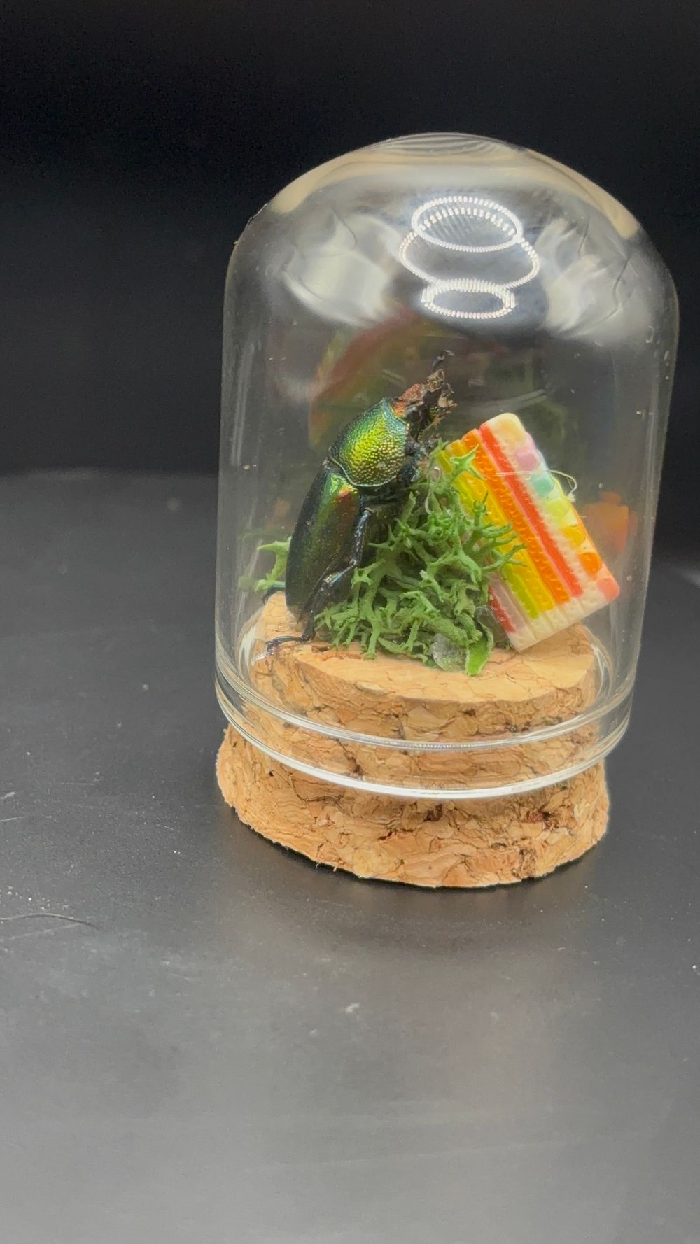 Mini beetles 🪲 taxidermy cloche 